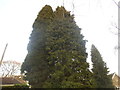 Conifers on Chaldon Common Road