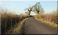 Roadside trees near Alderton