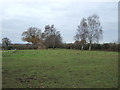 Grazing off Broomheath Lane