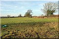 Fields near Allengrove Farm