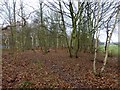 Footpath in Kings Wood