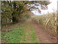 SJ5928 : Farm Track along the top of Kenstone Hill by Peter Wood