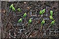 Bickley: Ring-necked parakeets 2