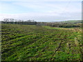 View Towards Higher Bere Chapel Farm