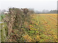 Field edge view from Oakhouse Farm Triangulation Pillar