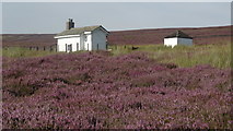 SK0588 : Shooting Cabin on heather clad Middle Moor above Hayfield by Colin Park
