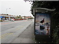 Famous Grouse advert on a Cardiff Road bus shelter, Newport