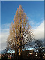 Winter poplars on Raynville Crescent, Bramley