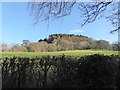 Field and wood near City, Powys