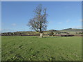 SO2090 : Tree in sheep pasture near Sarn, Powys by Jeremy Bolwell