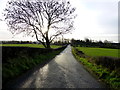 Tree shadows along Spring Road