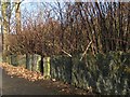 Heritage stone wall, Ringley Road