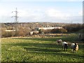 Paddock with sheep