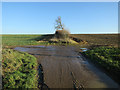 Bridleway from Desninghall Cottages