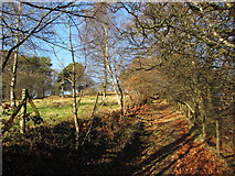SO1901 : Bridleway near Pentrapeod by Gareth James