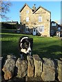 Border collie at Totley Bents (II)