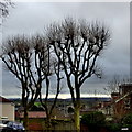 Trees at the junction of Wellington Road and Church Road