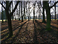 Trees on the Cort Crescent roundabout