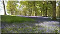 Woodland near to Earwig Lane