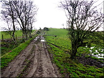 H5172 : Muddy lane, Cloghfin by Kenneth  Allen