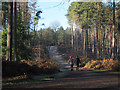 Straight path in Delamere Forest