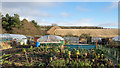 NZ1656 : Allotment gardens near to Lintz by Trevor Littlewood
