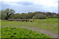 Wet ground, open space by the River Sowe, Whitley, southeast Coventry