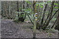 TQ6441 : High Weald Landscape Trail, Snipe Wood by N Chadwick