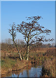 TM5092 : Tree by dyke, Carlton Marshes by Roger Jones