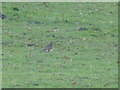 Redwing in the field behind Lydbury North Village Hall