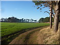 NT6378 : East Lothian Landscape : Large Field, Hedderwick Hill by Richard West