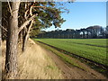 NT6378 : East Lothian Landscape : Shelterbelts At Hedderwick Hill by Richard West