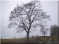 Tree on Beddlestead Lane, Biggin Hill