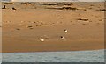 NU2227 : Birds at Beadnell Bay by Alan Murray-Rust