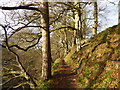 Winter sunlight in Cleghorn Glen