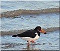 Oystercatcher and cockle, Belfast Lough (January 2017)