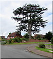 Dominant cedar on a Walford corner