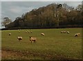 Grazing sheep, Leazemoor