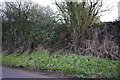 Dry stone wall angle and hedgerow beside minor road west of Asthall Leigh