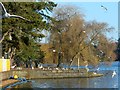 Gulls and geese, Roath Park Lake, Cardiff