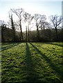 A line of trees near Avenue Farm