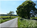 Sedgebrook Road towards Stenwith