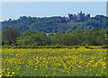 Oil seed rape crop south of Stenwith