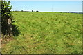 Grass field north of Ash Mill