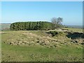 Quarry at Wards Hill