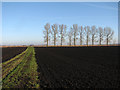 TL5880 : Black earth, a straight track and windbreak trees by John Sutton