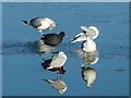 SE4202 : Gulls and moorhen reflected in a frozen lake by Graham Hogg