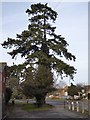 Tree on Northway estate