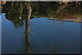 Reflections - trees and vapour trails