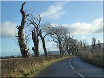 NS6696 : Winter trees on the road approaching Frew Toll by Alpin Stewart
